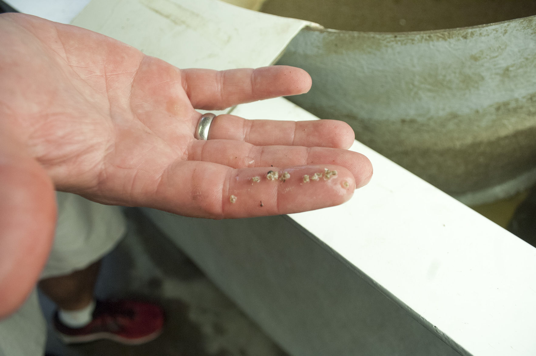 060918_Oysters14.jpg
